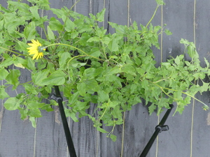 planttop
