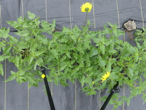 planttop