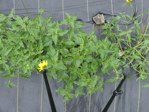 planttop
