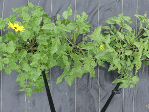 planttop