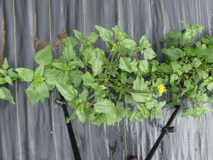 planttop