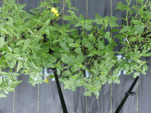 planttop
