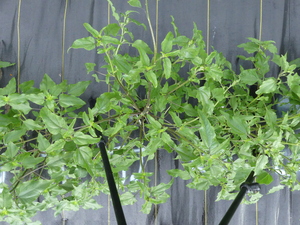 planttop