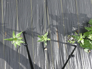 planttop