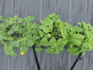 planttop
