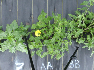 planttop