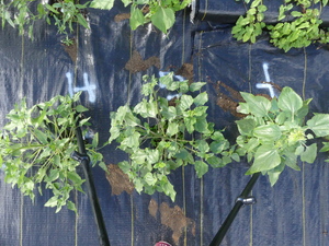 planttop