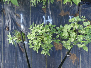 planttop
