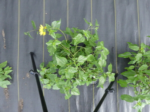 planttop