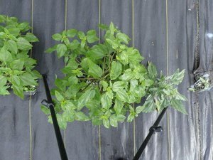 planttop