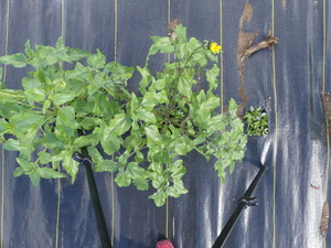 planttop