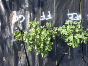 planttop