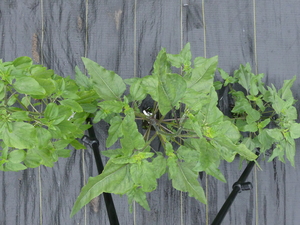 planttop
