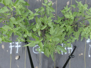 planttop