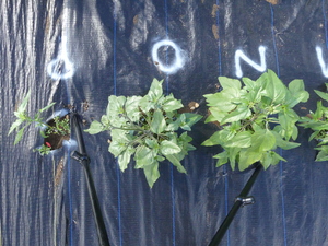 planttop