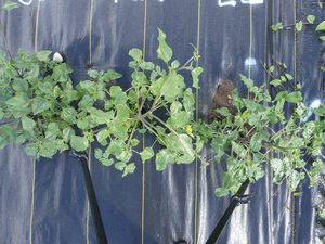 planttop