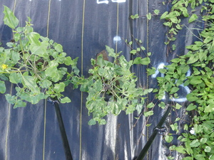 planttop