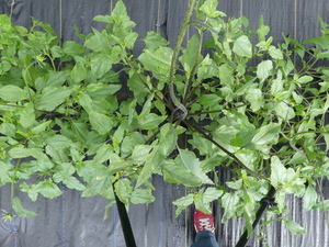 planttop