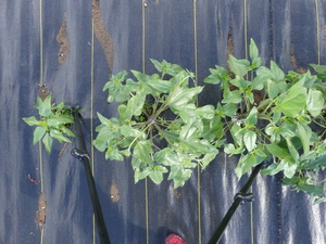 planttop
