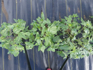 planttop