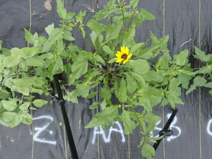 planttop