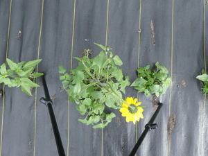 planttop