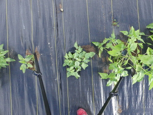 planttop