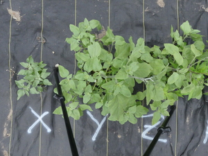 planttop