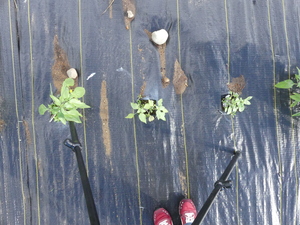planttop