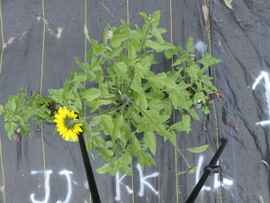 planttop