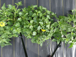 planttop