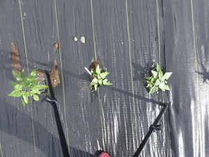 planttop
