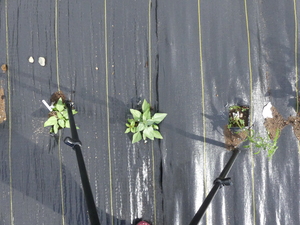 planttop