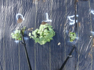 planttop