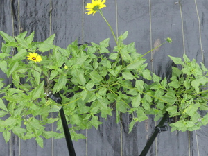 planttop