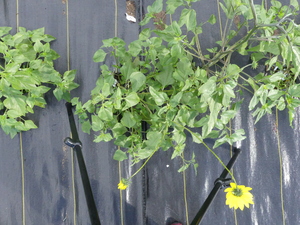 planttop