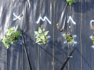 planttop