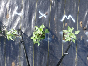 planttop
