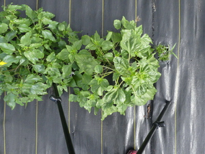 planttop