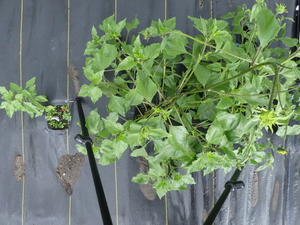 planttop