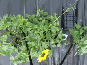 planttop