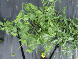planttop