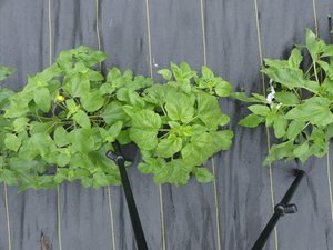 planttop