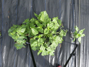 planttop