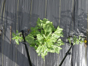 planttop