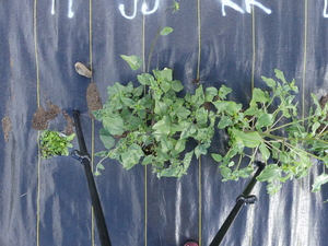 planttop