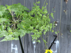planttop