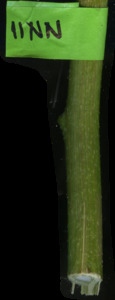 primarybranch