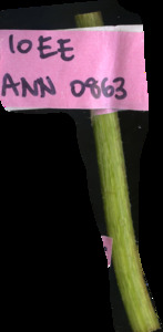 primarybranch