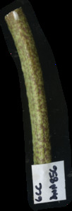primarybranch